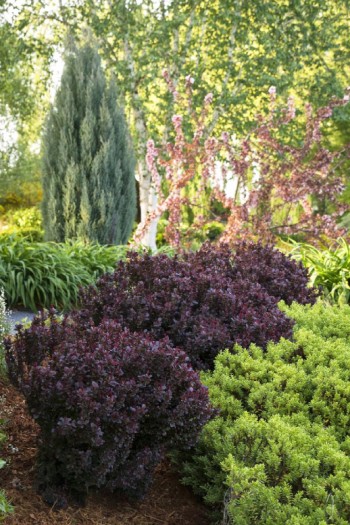 Барбарис Тунберга Конкорд | Барбарис Тунберга Конкорд | Berberis thunbergii Concorde